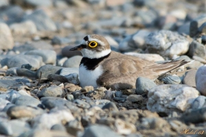 Chorlitejo chico, Charadrius dubius. Little ringed plover.